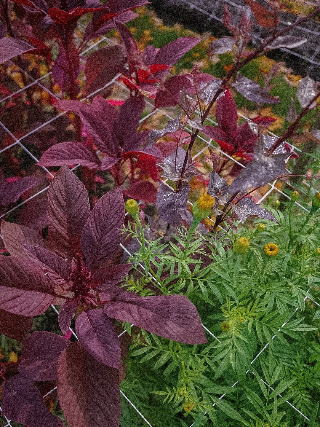 Amaranth, Marigolds and others made it through the early frost 🎃🌾🍁🧚🏼 thank you to the flower fairies