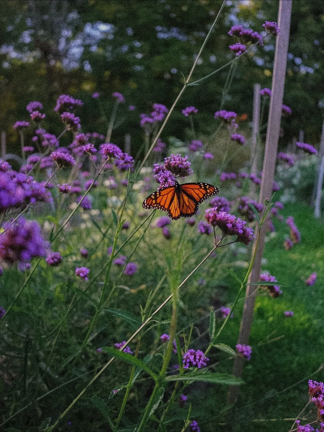 Created a little butterfly paradise with the Verbena bonariensis patch 🌿🧚🏼✨🧡💜🪻🦋