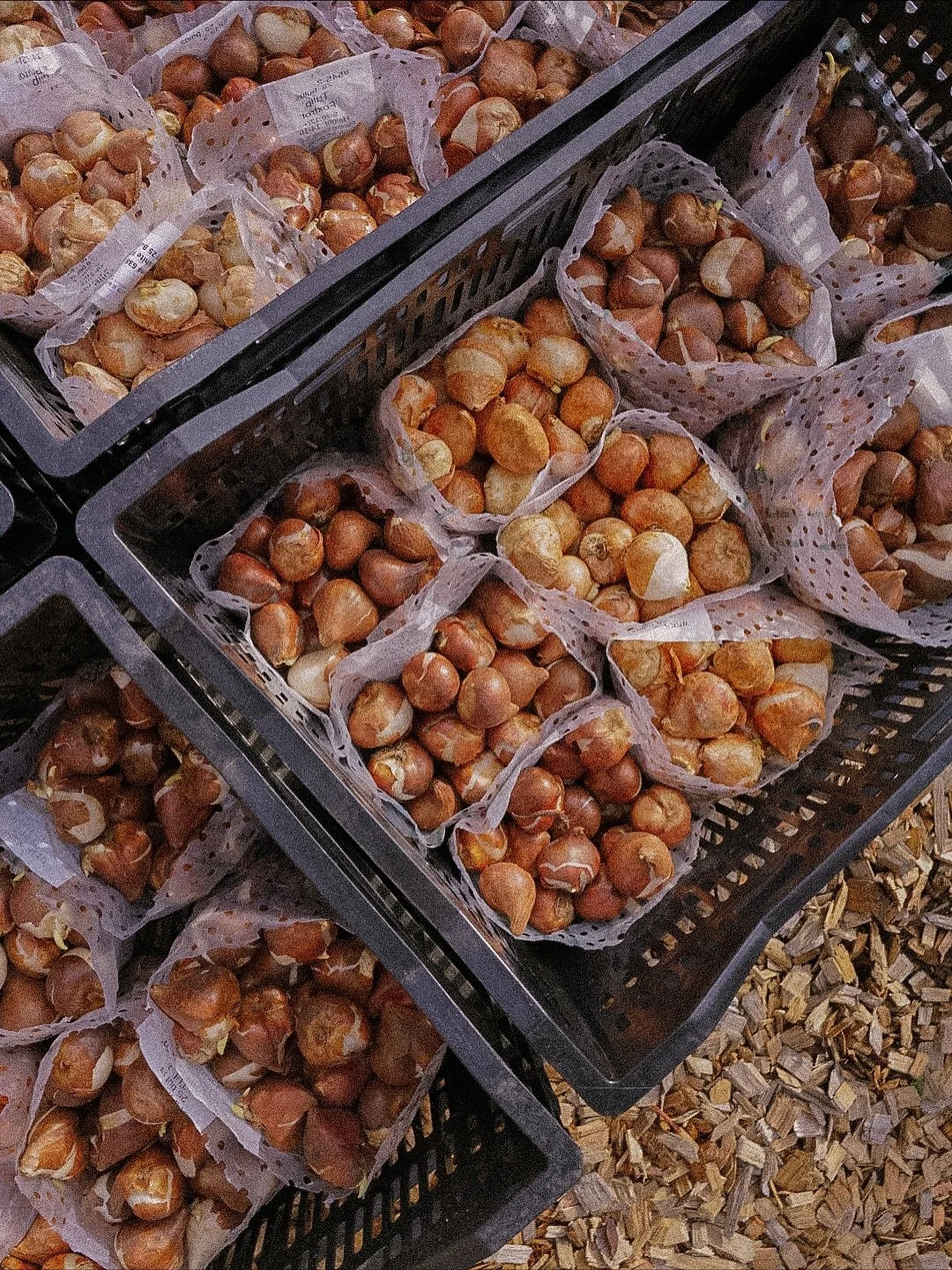 ✨TULiPS &amp; HOLiDAY PREP✨ our weekend was filled with over 1000 tulips and final farm chores before the winter settles in 🌷❄️☃️ 

🍺 it is also the perfect season for one of my favorite craft beers from @belleflowerbeer and it couldn&rsquo;t have 