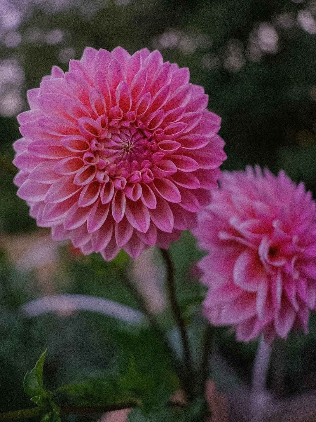 One of the many fall &amp; winter tasks here on the flower farm is digging, dividing &amp; storing our ever-growing DAHLiA collection!  These girlies certainly are labor of love 🌜🌞🌛 We have quite a few on our Christmas list this year&hellip;🎄🌿🌸