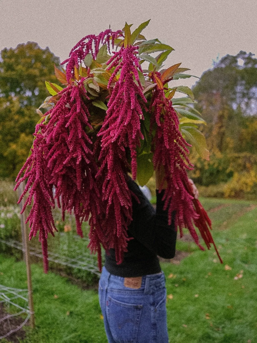 Living vicariously through my end of summer photo albums ✨💛🌸

Love-Lies-Bleeding Amaranthus on the growing list yet again, of course!