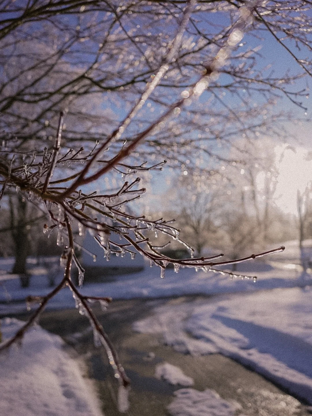 The farm was twinkling this morning and it felt like the first ray of hope for spring I&rsquo;ve felt in a longgg time ✨☀️🪻
