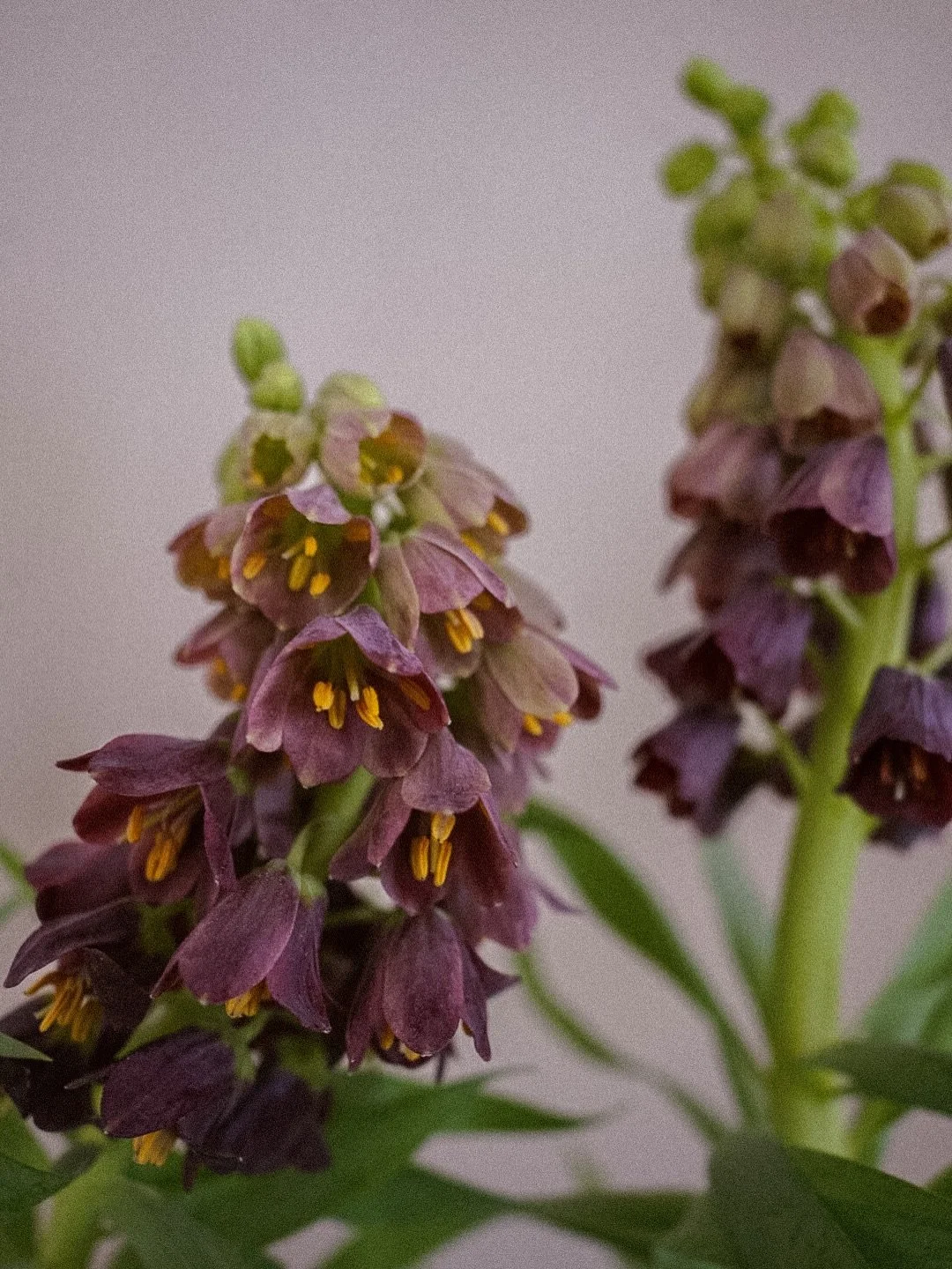 Fritillaria is living rent free in my dreams 🫶🏼🪻