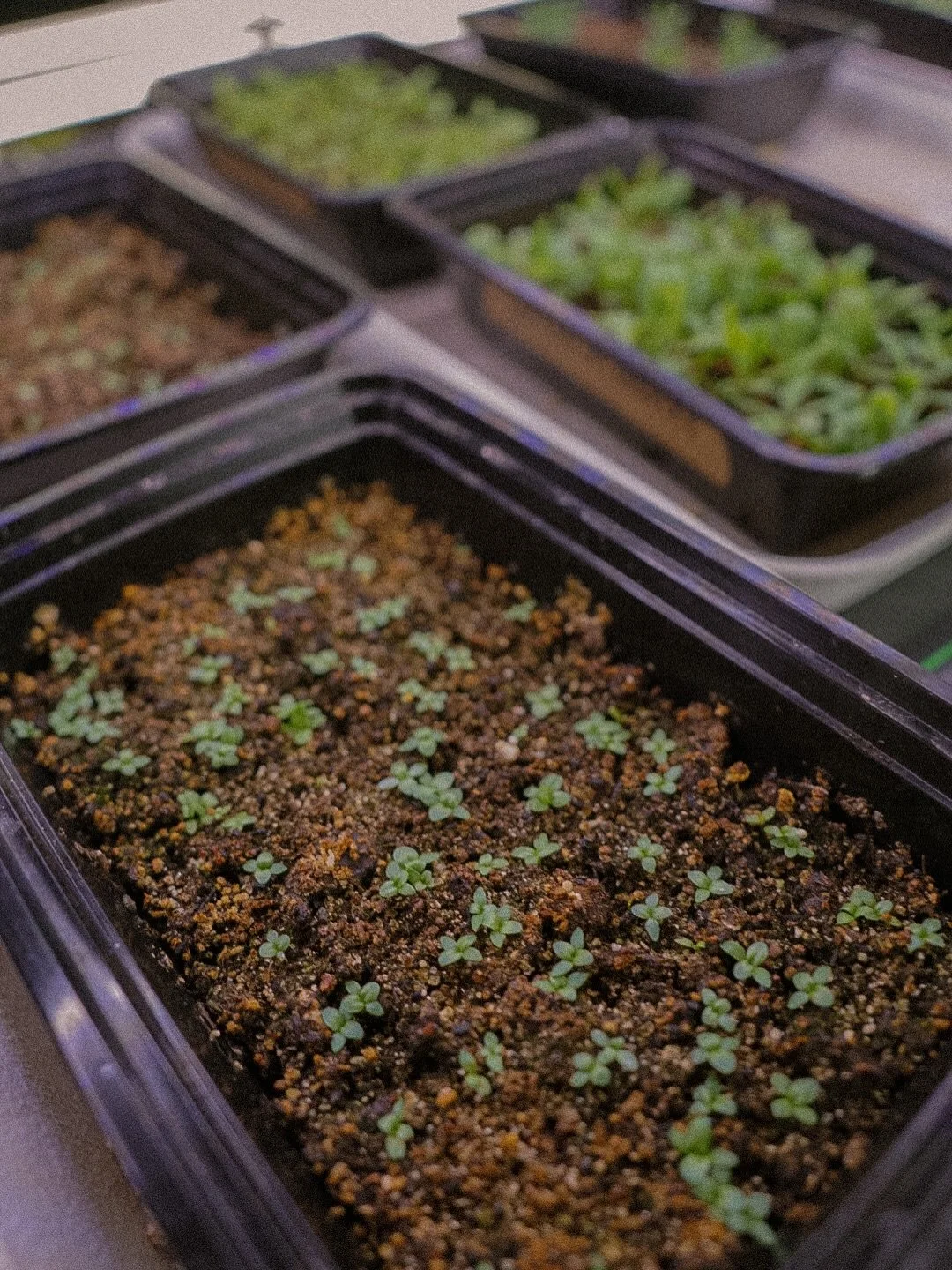 There might still be snow on the ground outside, but spring is slowly waking up inside as we prepare for the 2026 growing season ✨🌱🦋