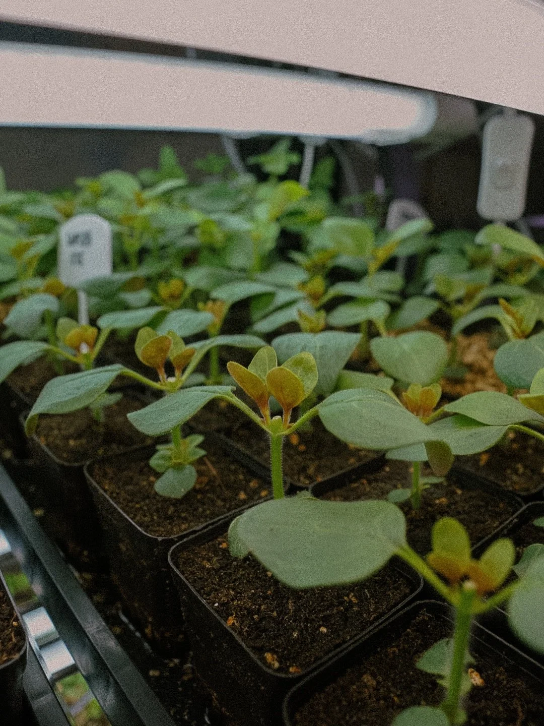 Snapdragons and some other early birds are officially being kicked outside! Spring is here and we are ready to get our hands dirty after a very long winter here in Massachusetts 🌱✨🐚🪻