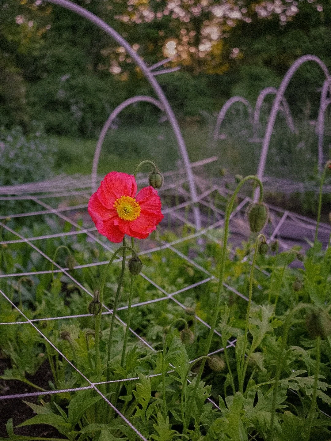The farm is officially poppin&rsquo; &amp; Poppies are a highlight! ✨🌸 Small Farm Bouquets are available daily for farm pick-up, pre-order ✨required✨

What&rsquo;s currently iN BLOOM?
Icelandic Poppy
Snapdragon
Saponaria
Sweet Pea
Verbascum 
Bupleur