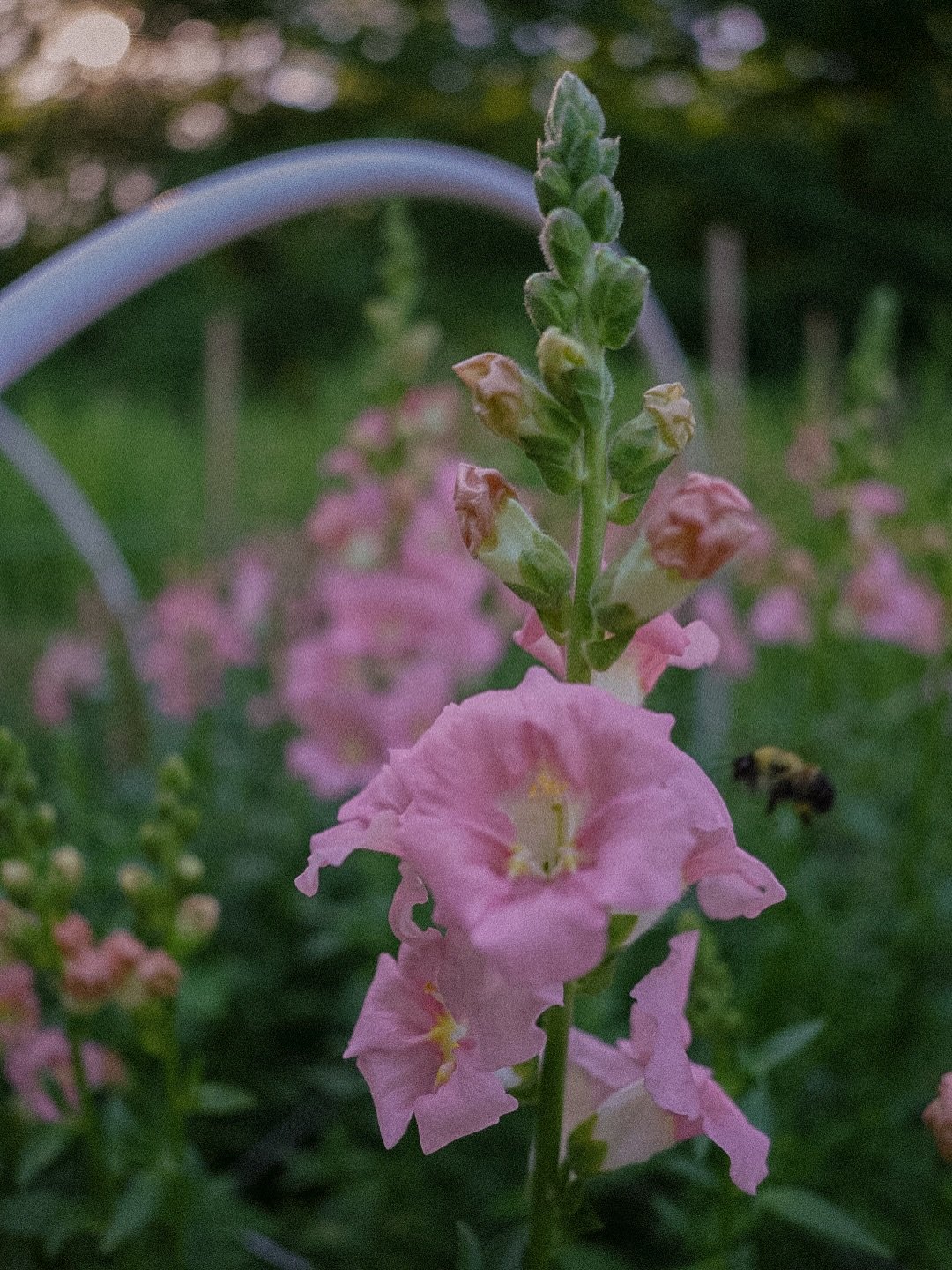 Good morning from the bees and these Chantilly Snapdragons 🌸✨