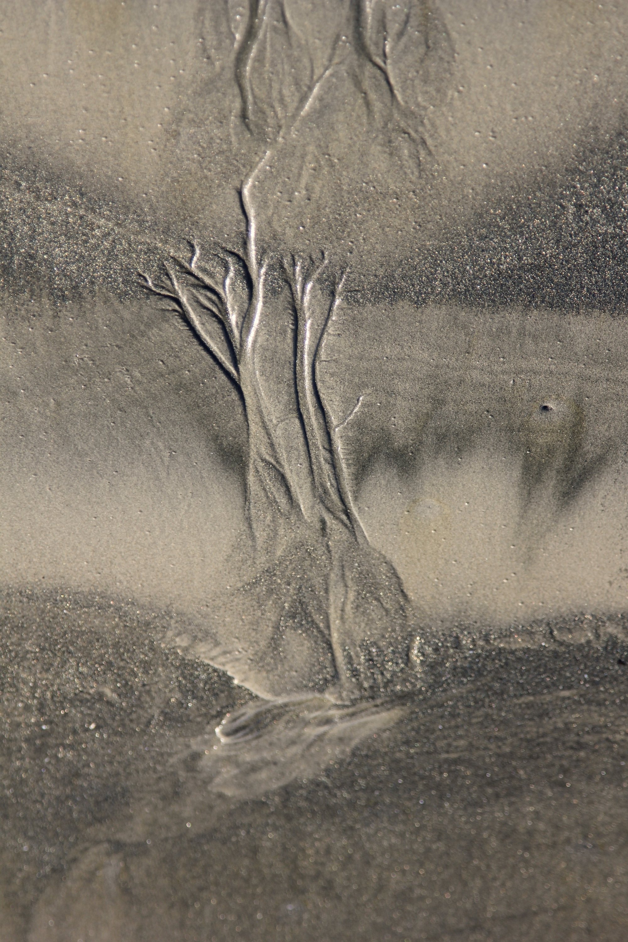 Veins_1-medium.jpg