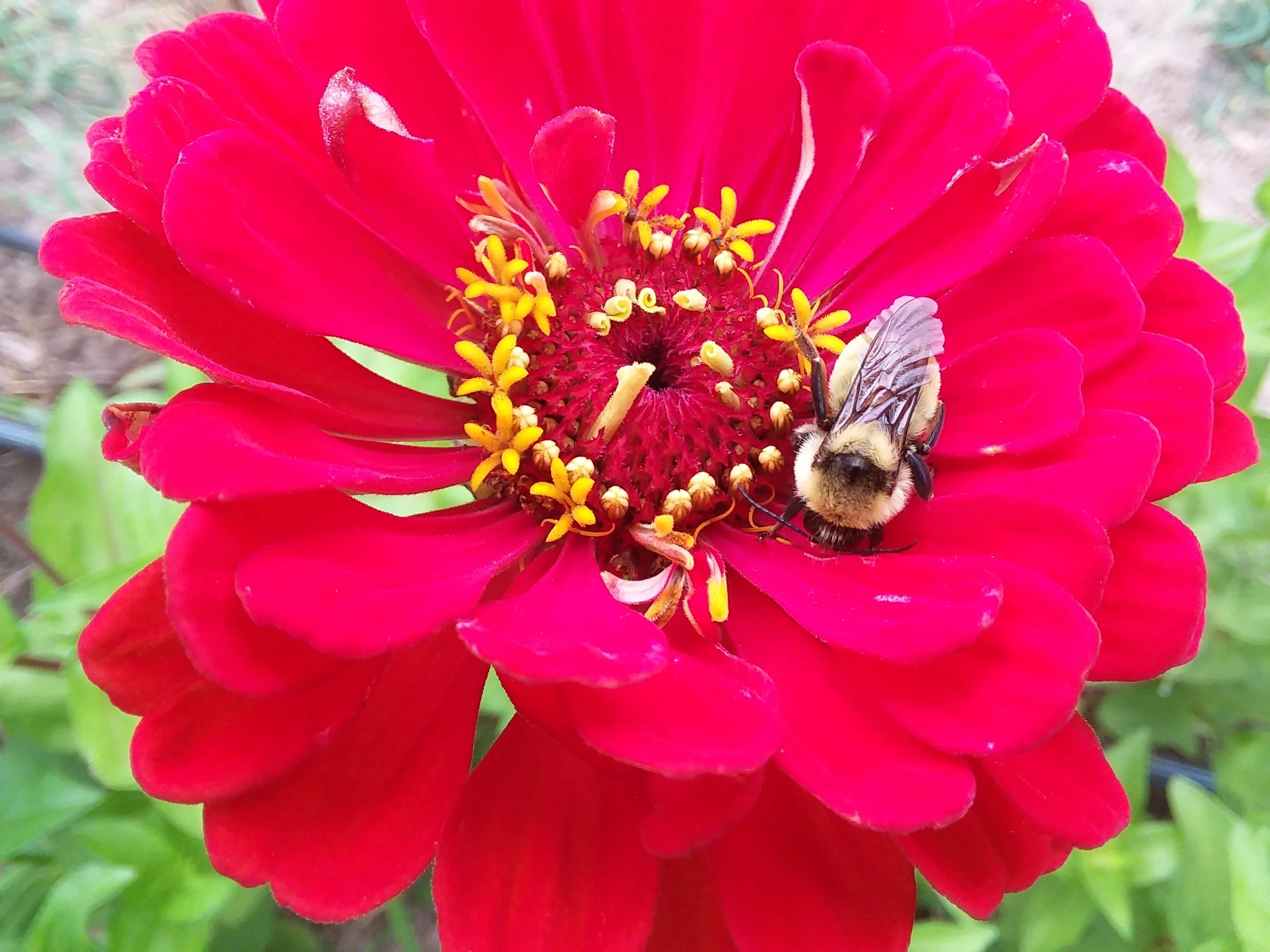 June & July pollinators
