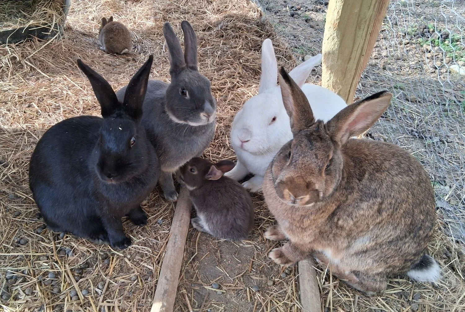 bunnies.jpeg