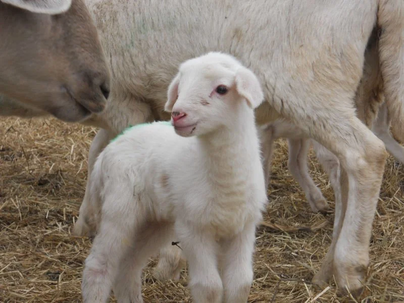 sheep.jpg