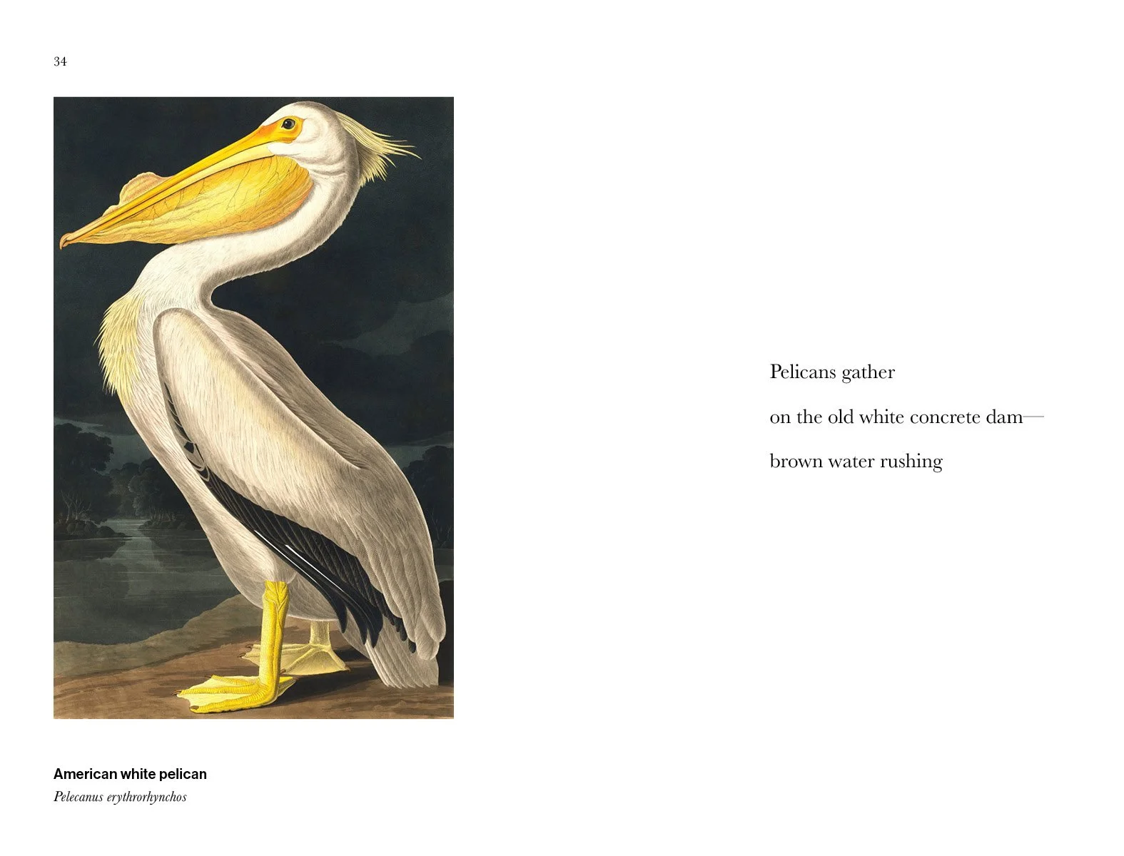 BIRD_HAIKU_250322.jpg
