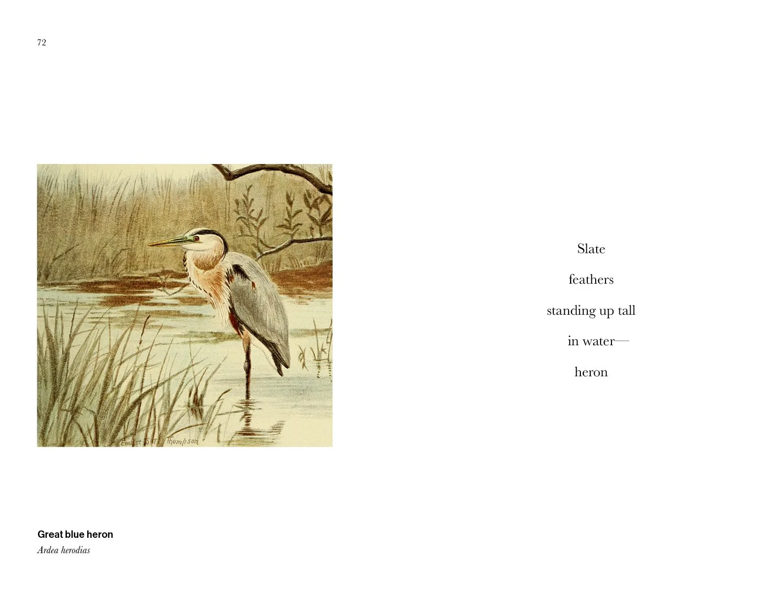 BIRD_HAIKU_250341.jpg
