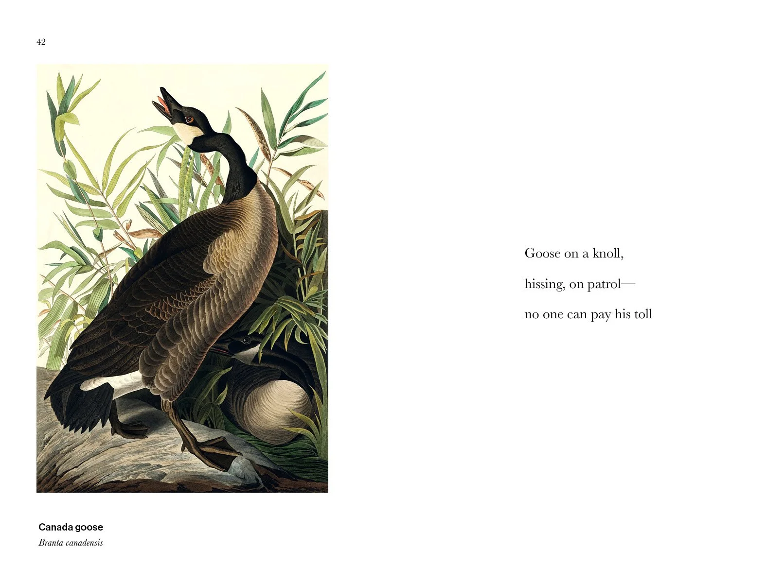 BIRD_HAIKU_250326.jpg