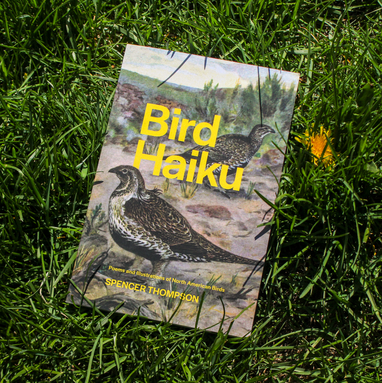 Bird Haiku