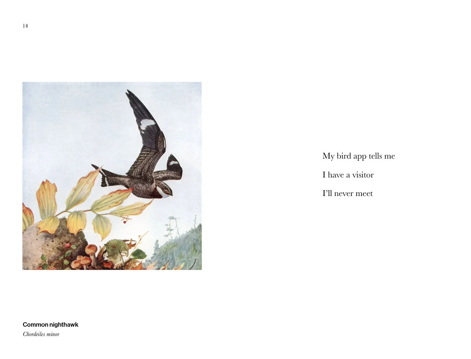 BIRD_HAIKU_250312.jpg