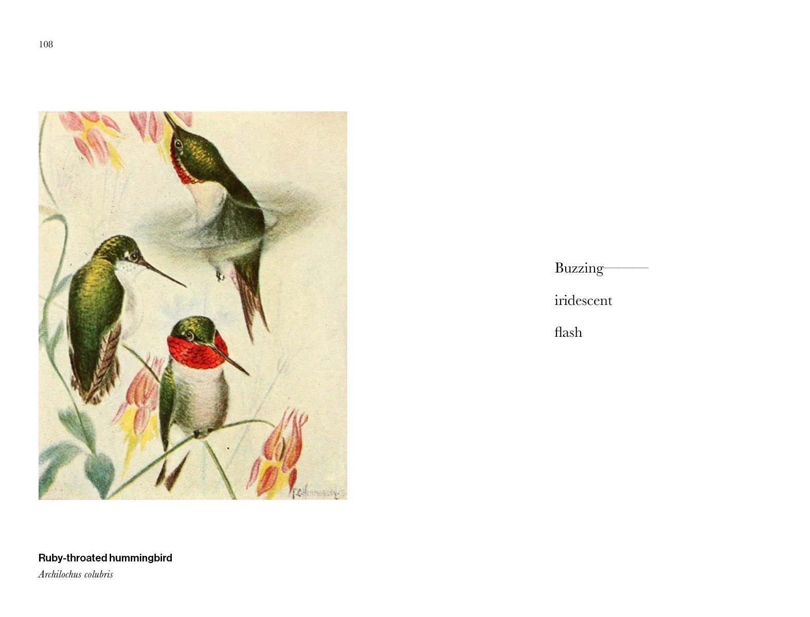 BIRD_HAIKU_250359.jpg