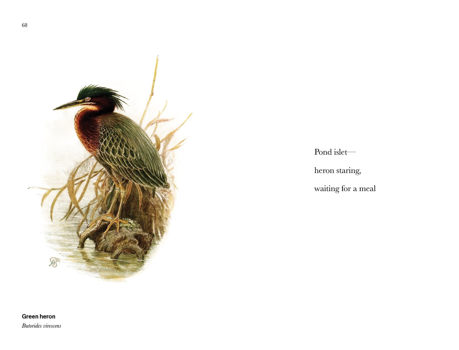 BIRD_HAIKU_250339.jpg