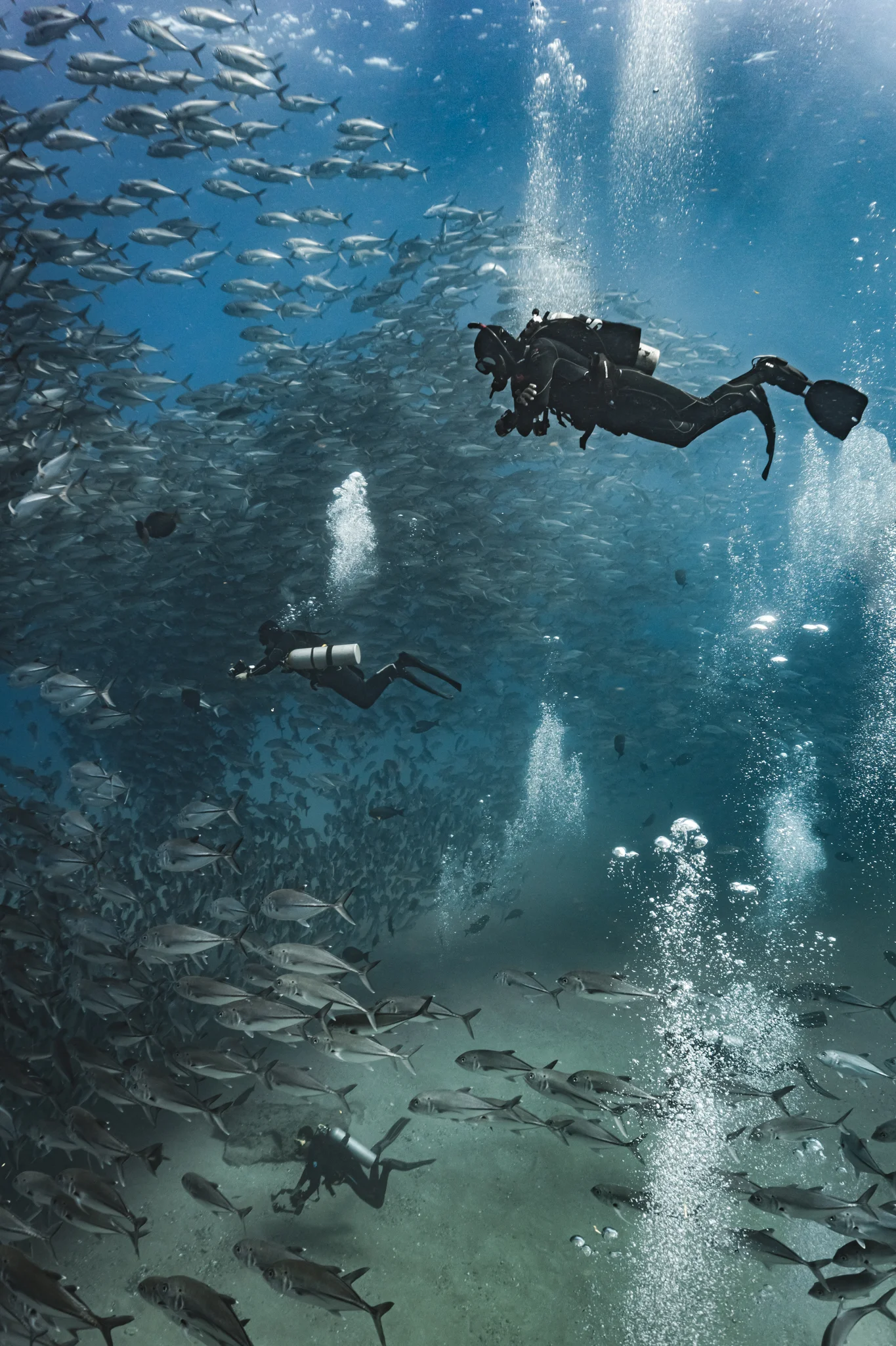 Photographers Dive with School of Jurel | Cabo Pulmo