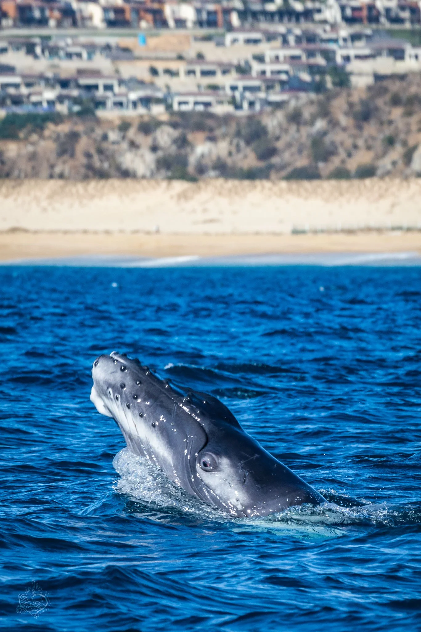 Ballenas del Pacífico Taller/Viaje Fotográfico