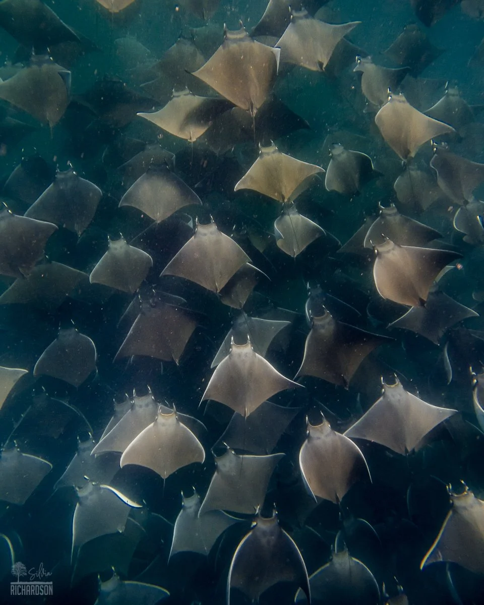 Mobula rays at cabo san lucas bay