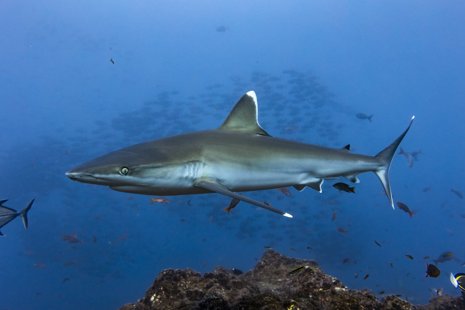 San Benedicto Canyon 4-06-2024-15.jpg