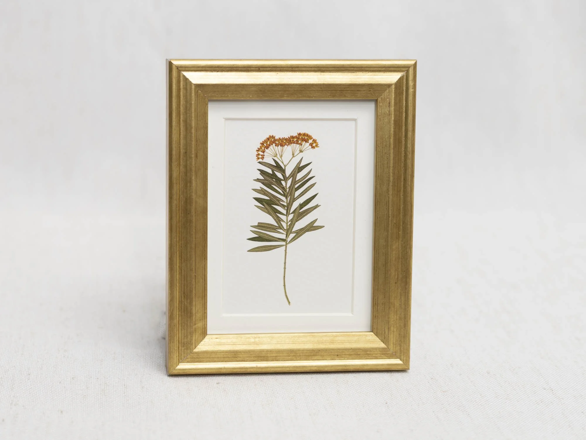 Milkweed Moment Straight.jpg