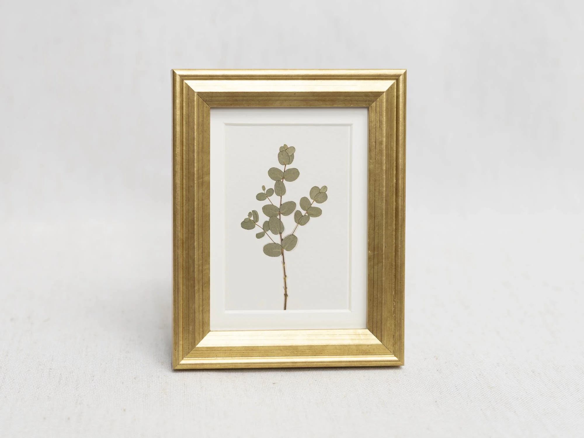 Eucalyptus Straight.jpg