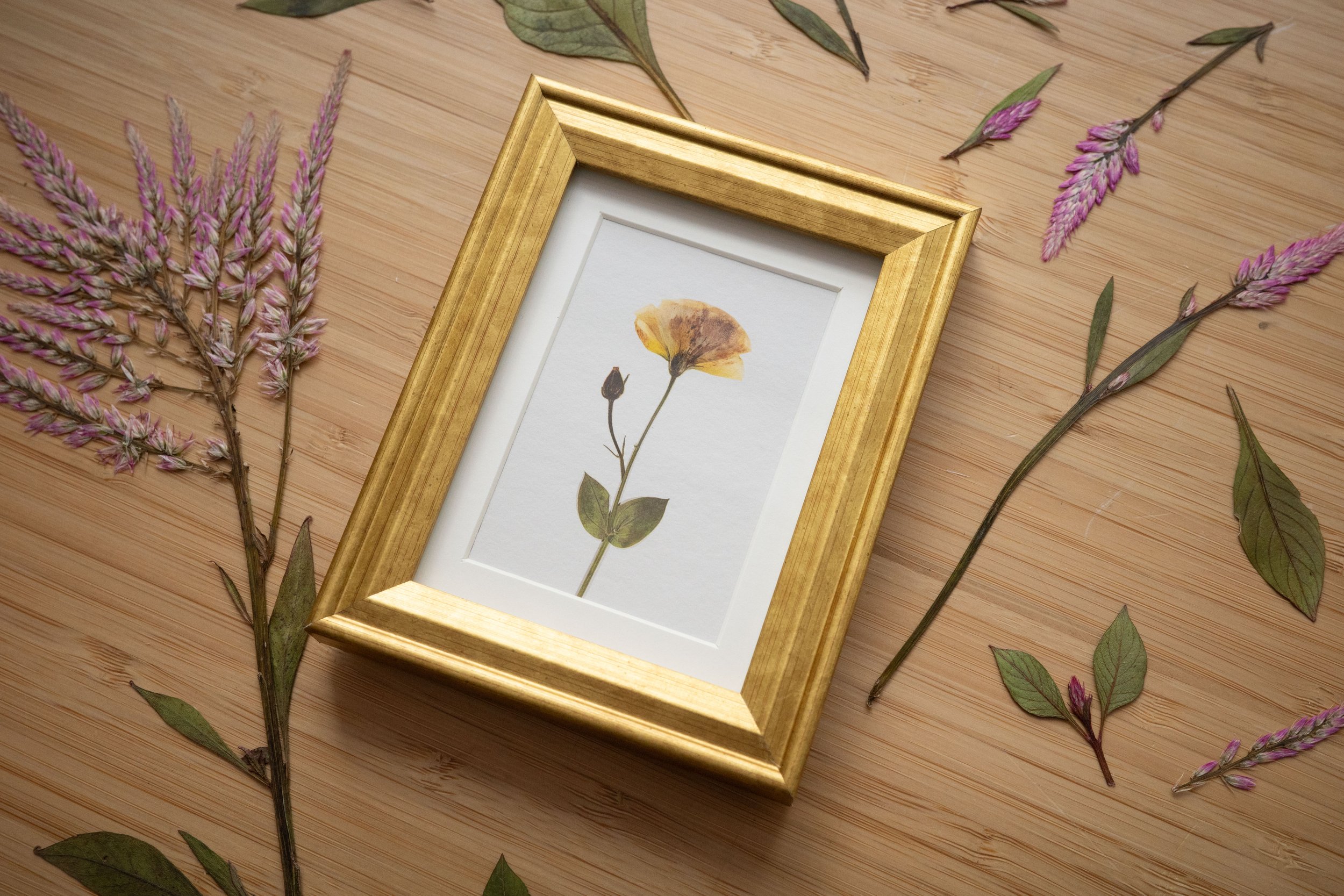 Yellow Rose Framed Mini Print