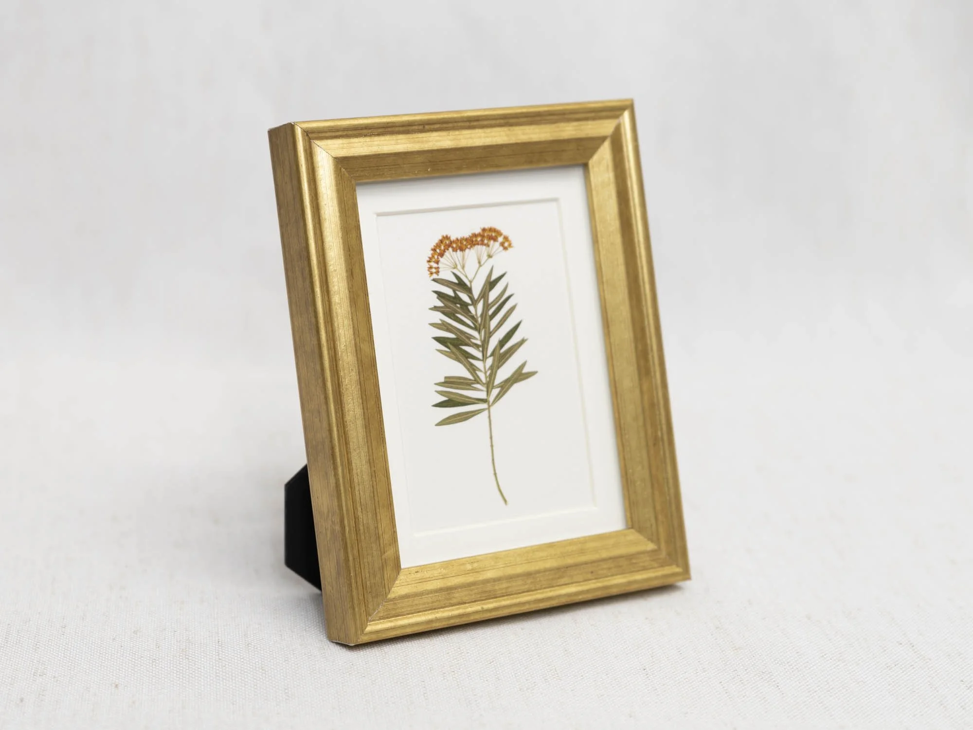 Milkweed Moment Side.jpg