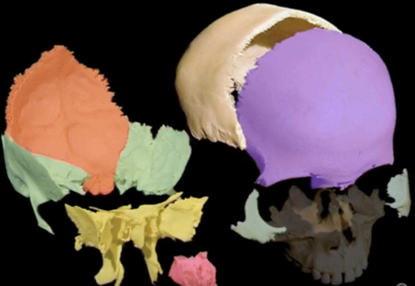 cranial motion colored bones / dr. marc pick
