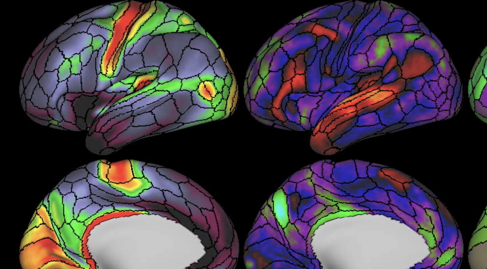the ultimate brain map / nature video 
