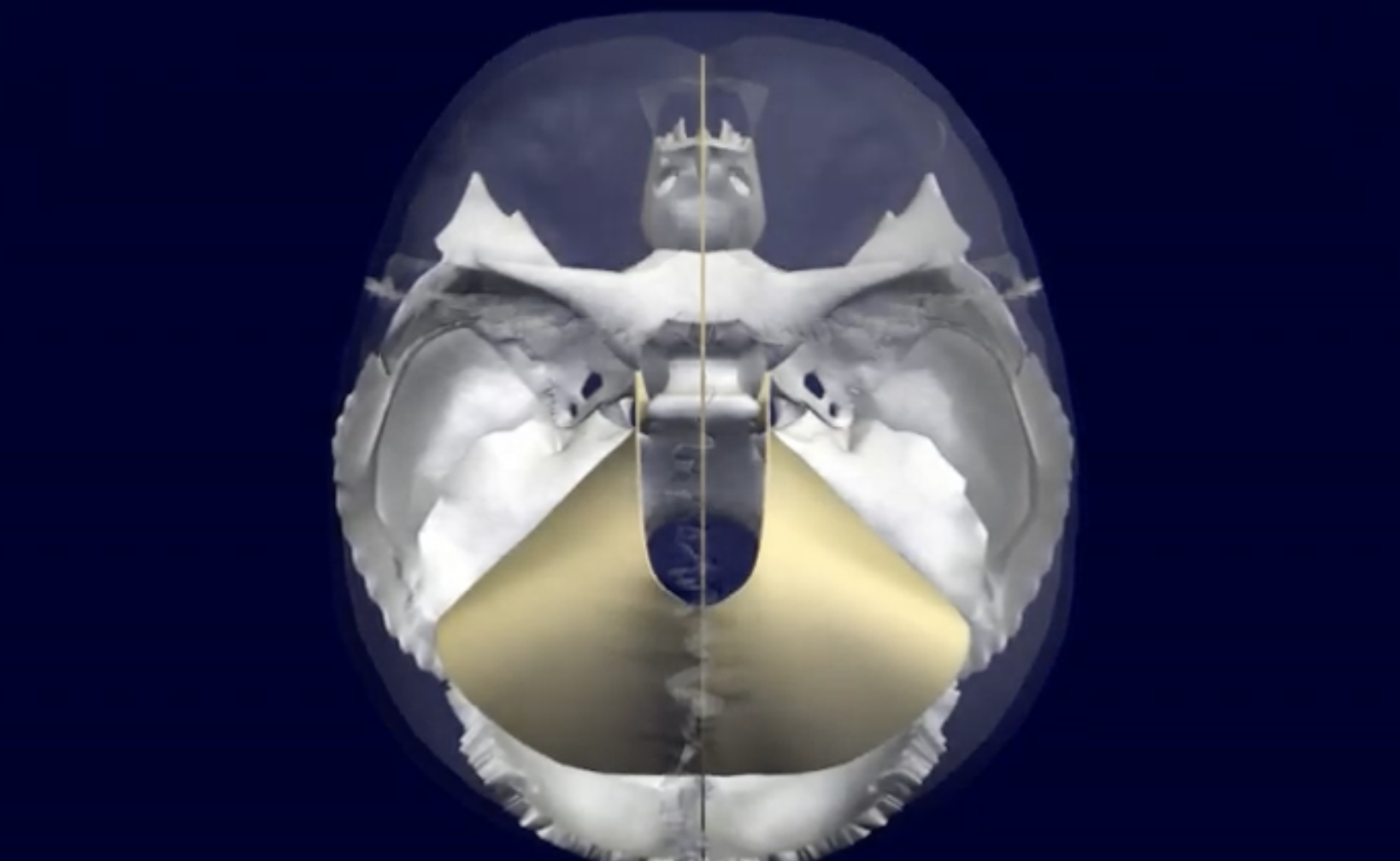 craniosacral movement animated / Charles Swenson