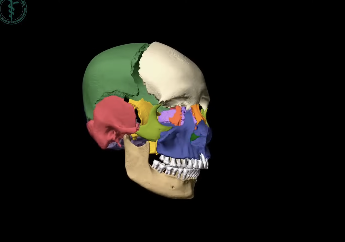 human skull - exploded - labeled / witmerlab