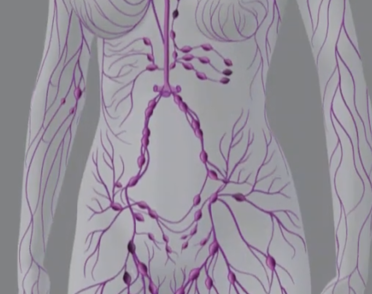 lymphatic system animated 