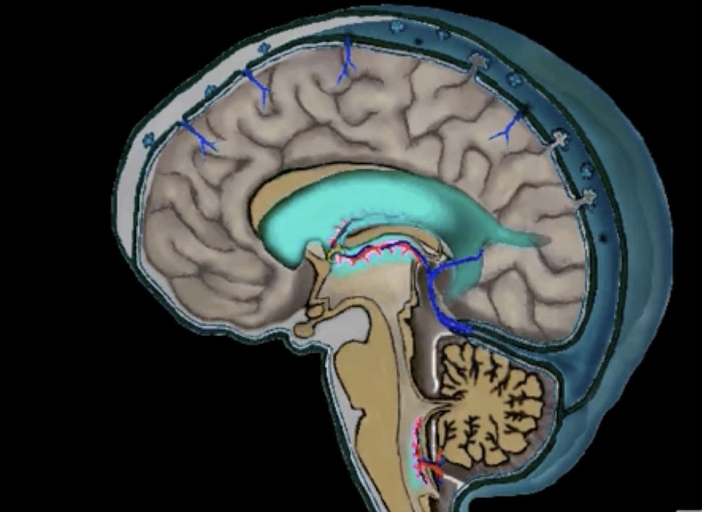      

 
   Posted  October 17, 2016  by  Outside Source  in  Craniosacral Therapy ,  Lymphatic Therapy  606    https://www.youtube.com/watch?v=JCf273U0ktc    This is one of  the best video animations out there depicting the traditional view of  cere