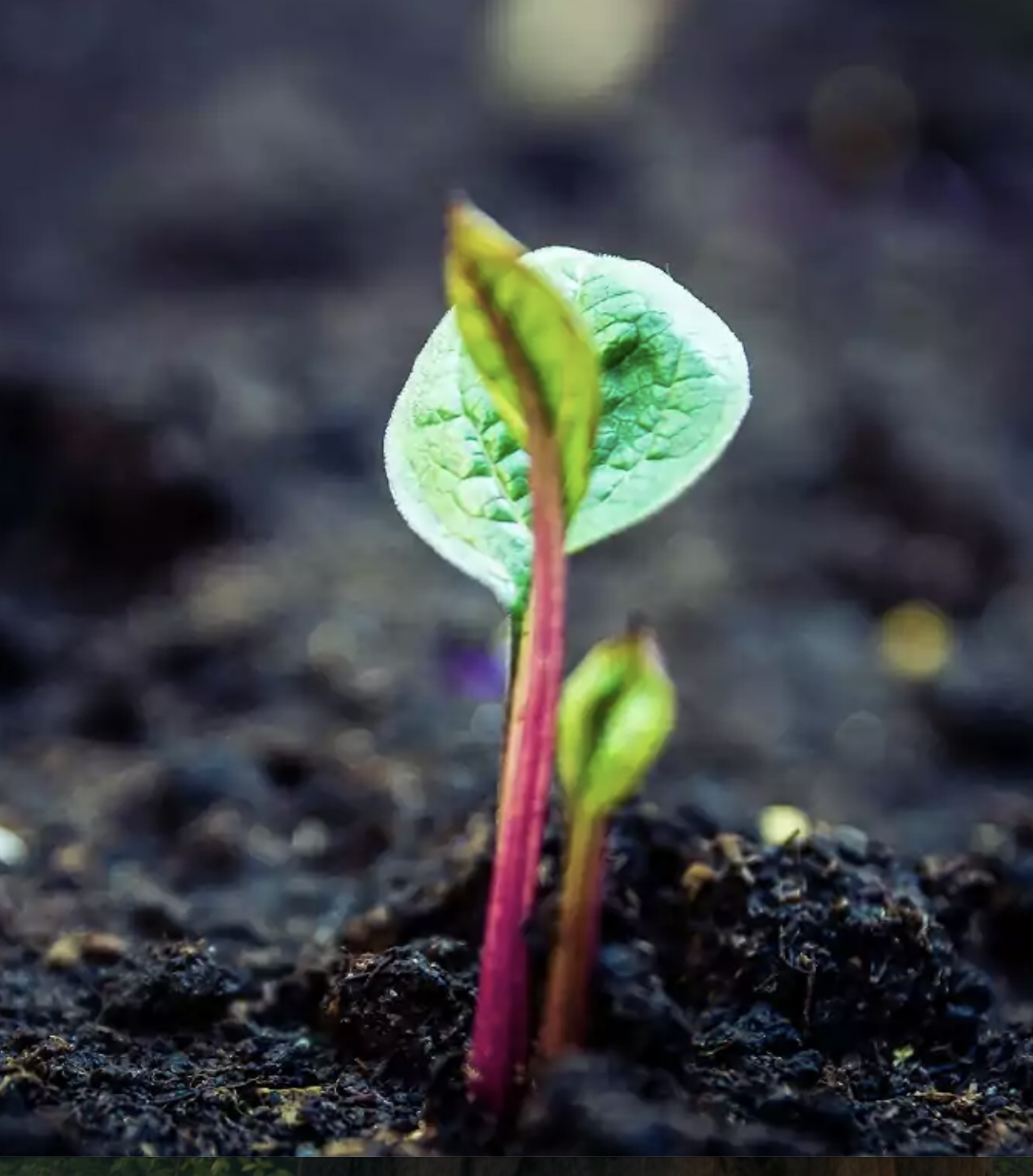 necessary conditions for transformational healing / Penny Heiple