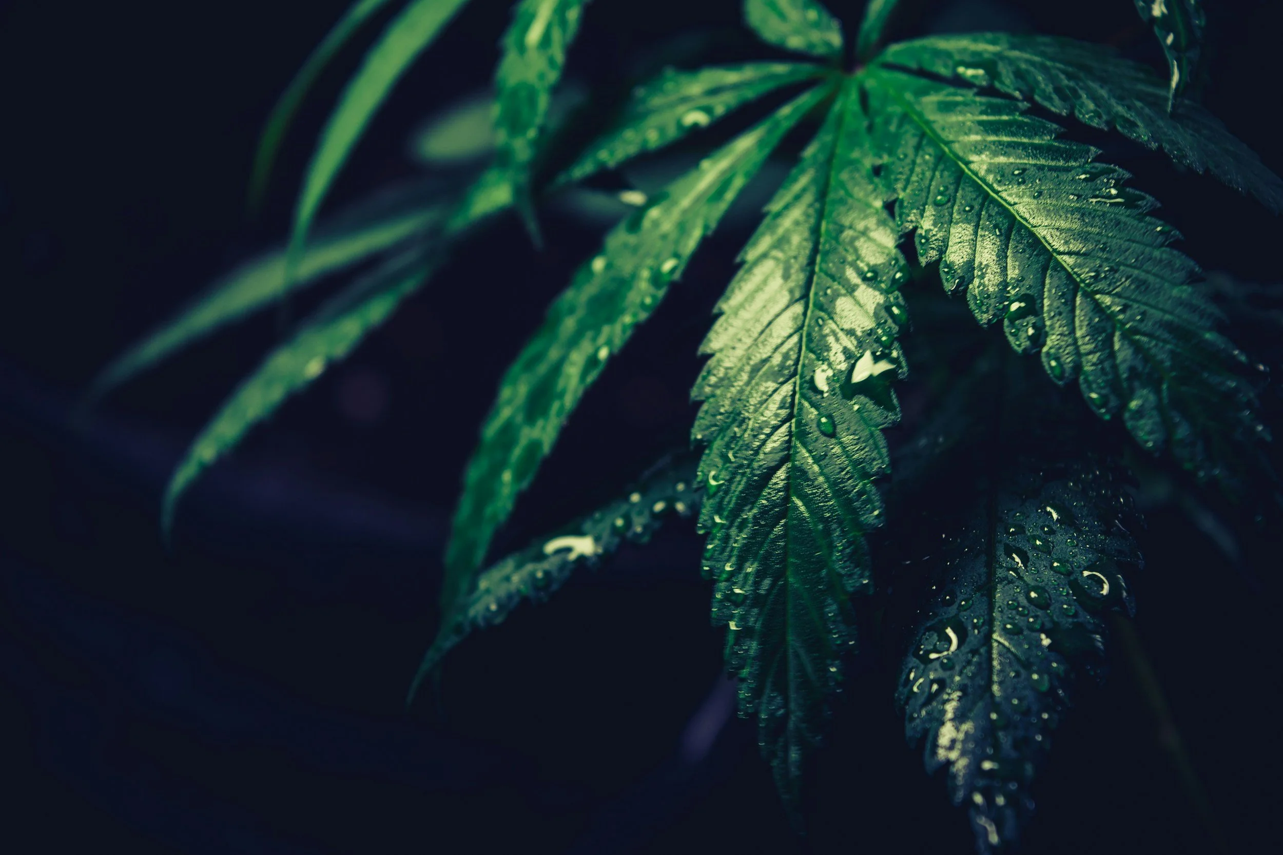 2026 Cannabis Insurance Checklist: What Every Operator Must Have Before Renewal