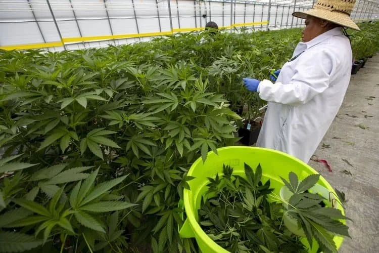 The Everyday Habits That Make Cannabis Operators Safer and More Scalable