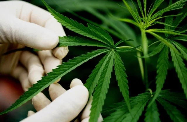 Cannabis Insurance in New York: The Complete Guide for Licensed Operators in 2026
