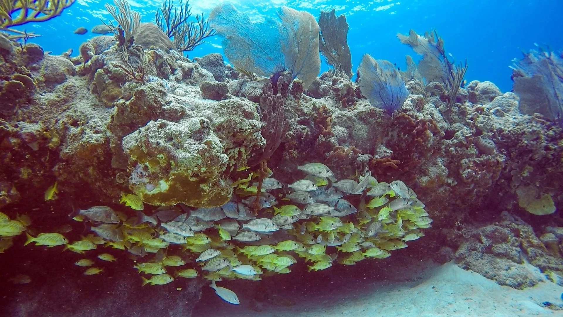 GPTempDownload 12.JPG