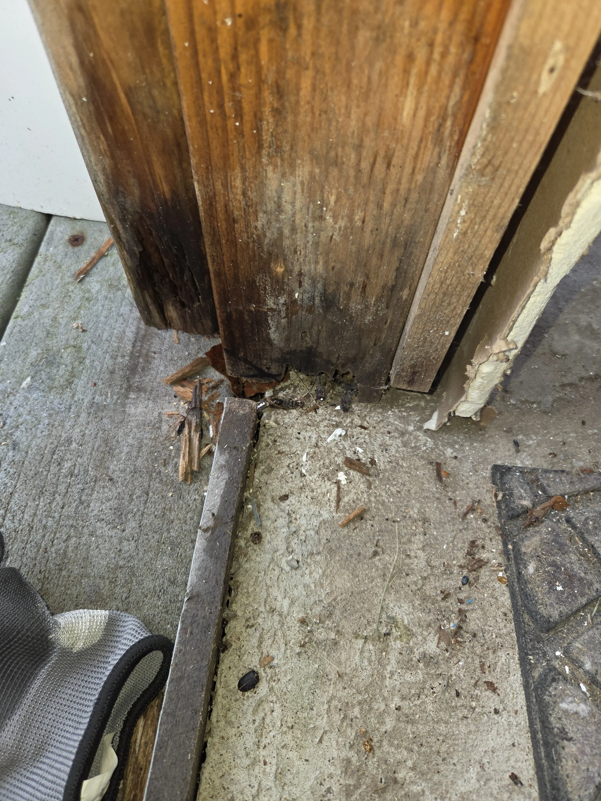 Exterior Door Jamb Replacement - Moisture Damage and Termite Damage