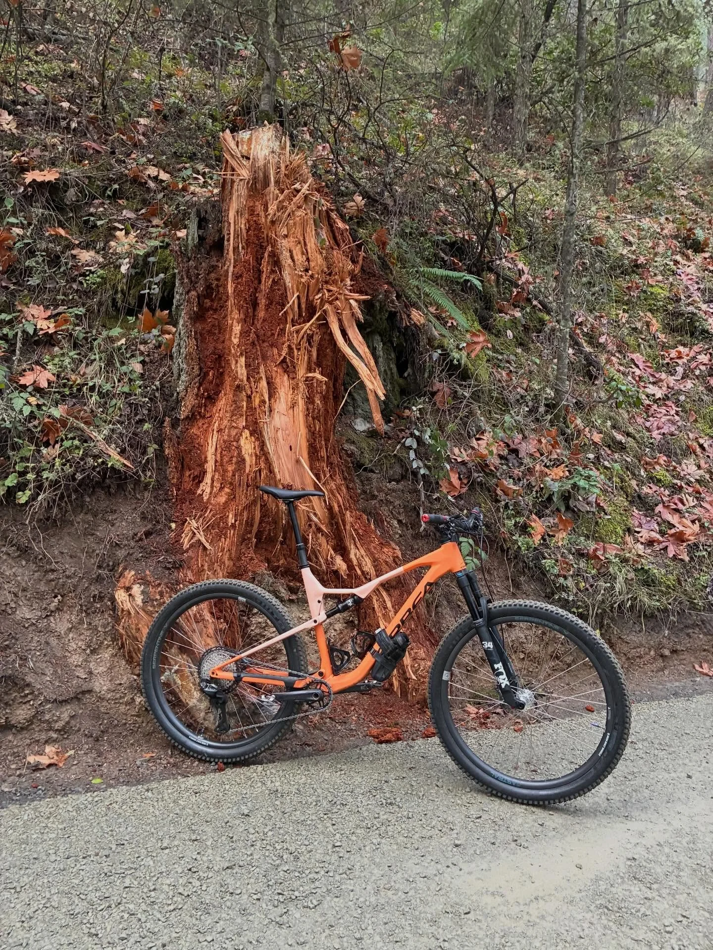 Views on the morning commute. #viewsonthemorningcommute #ilovethesmellofsingletrackinthemorning #visitjacksonvilleoregon #jacksonvilleoregon #jacksonvilleforestpark #stumpsofinstagram #orbeaoiz #weareorbea
