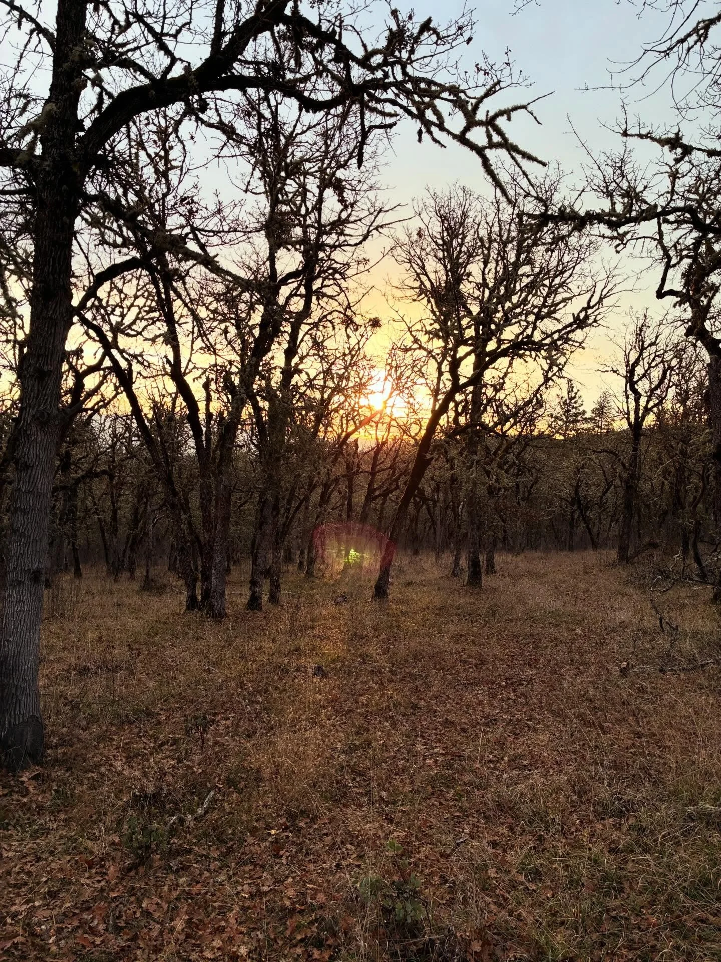 Views on the morning commute. Beautiful sunrise this morning. #viewsonthemorningcommute #ilovethesmellofsingletrackinthemorning #mtbroguevalley #mtbsouthernoregon #orbealaufey