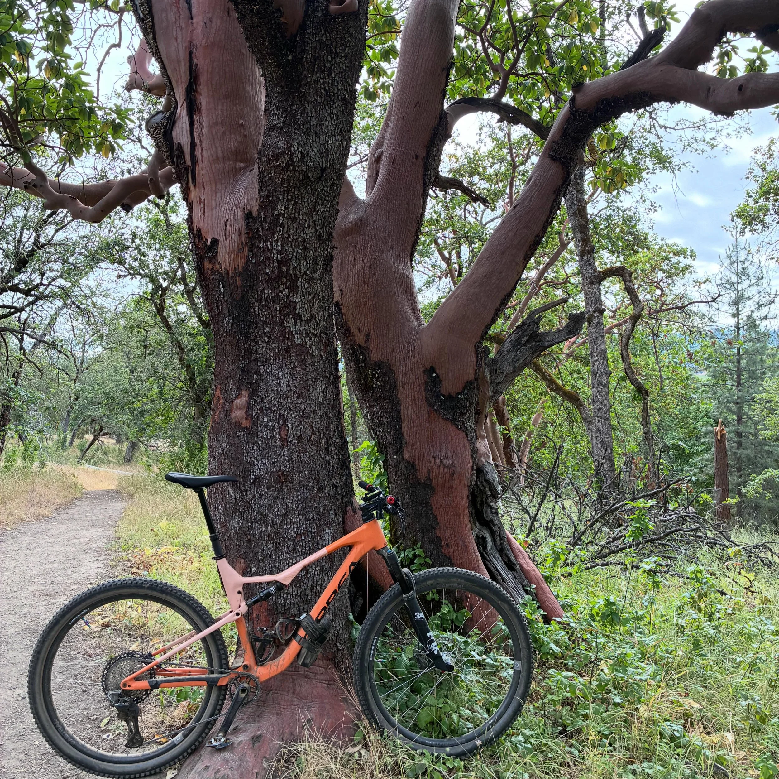 Views on the morning commute. Another beautiful day in Jacksonville. Trails are in great condition. #viewsonthemorningcommute #ilovethesmellofsingletrackinthemorning #visitjacksonvilleoregon #orbeaoiz #mtbroguevalley