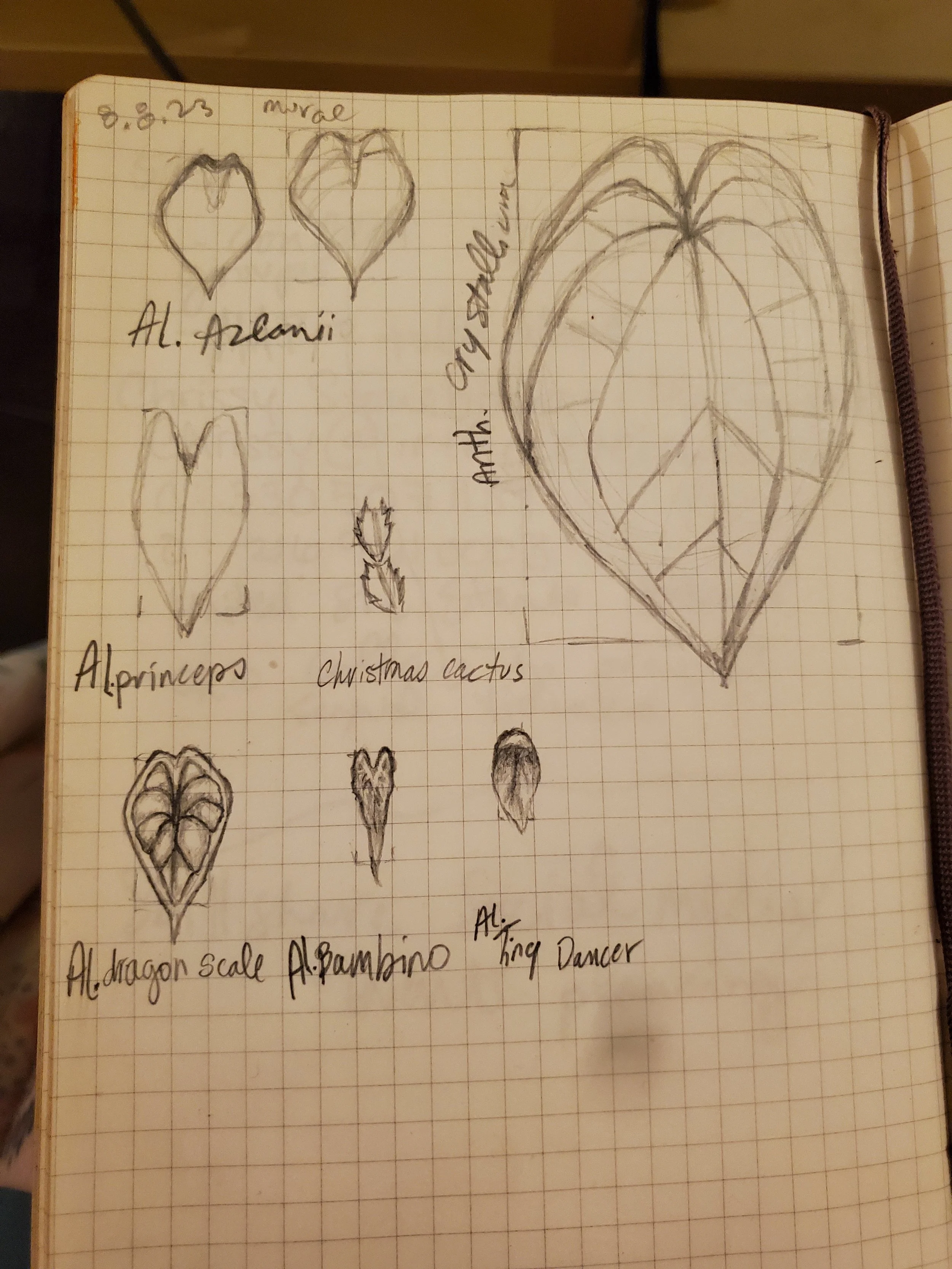 Untitled / Rare Plants
Planned interior mural, accepted
Projected completion early spring 2026
8ft x 8ft