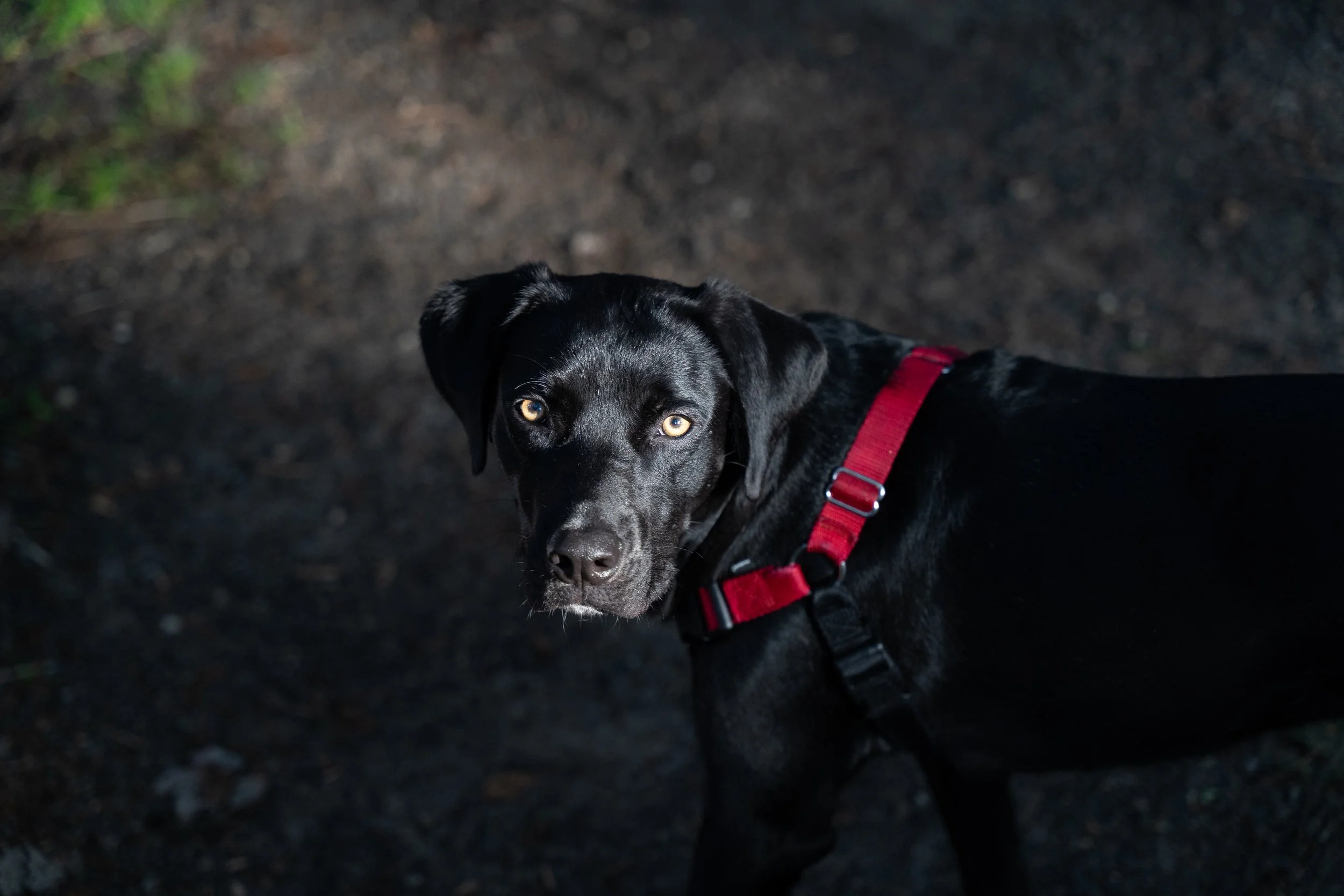 A black dog with a red harness looking at the camera.