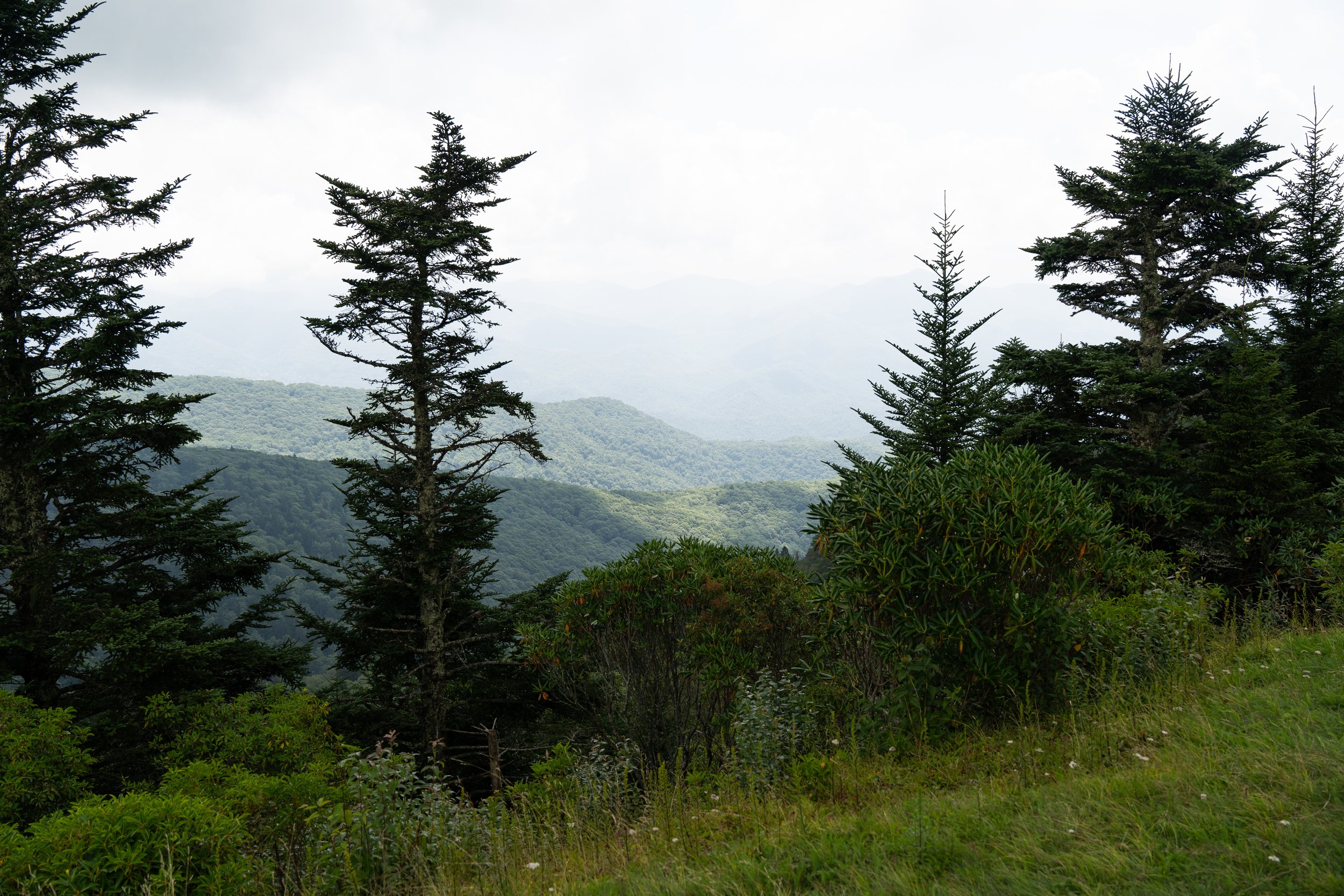 Mountain landscape with evergreen trees and distant hills under a cloudy sky.
