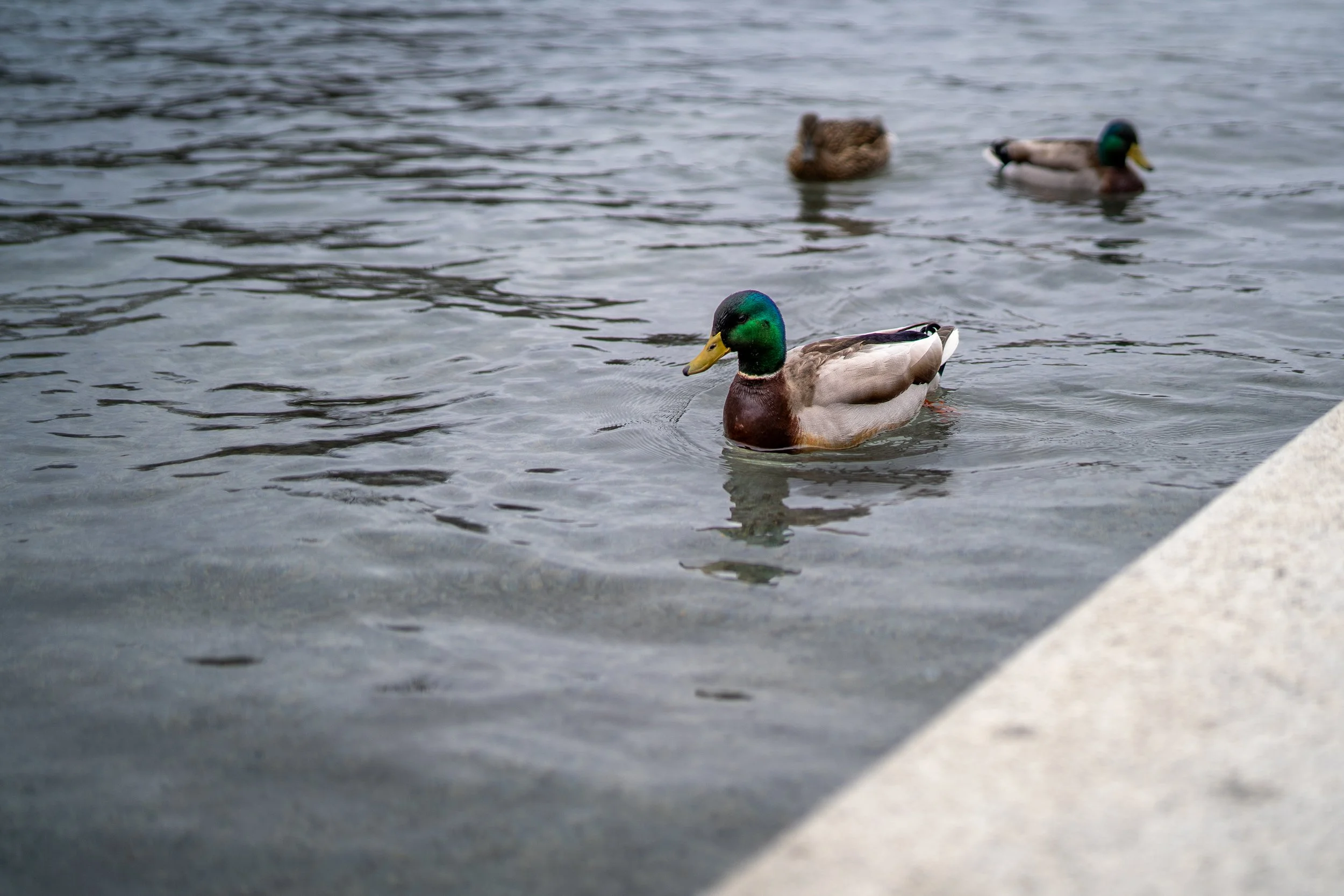 Three ducks swimming in a pond.