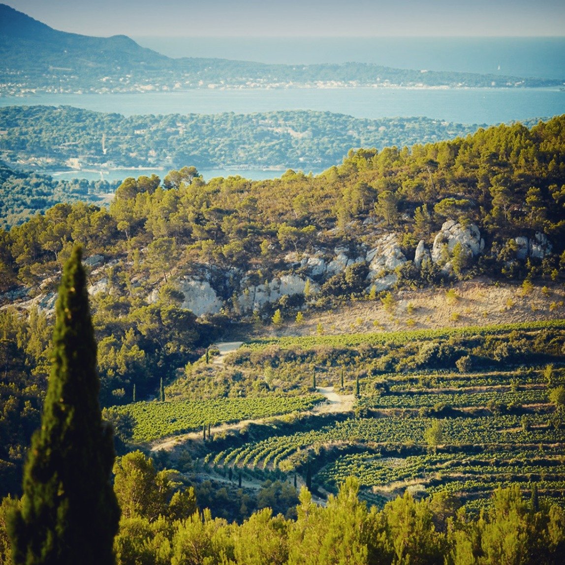 Perched high above the Mediterranean on the sun-drenched slopes of Bandol, Ch&acirc;teau de Pibarnon is a benchmark estate for Mourv&egrave;dre. With vineyards cascading over limestone terraces, the estate harnesses the power of the land to craft win